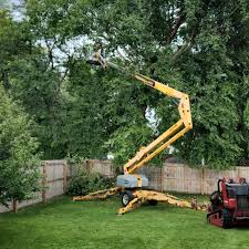 Best Tree Disease Treatment  in Fountain, CO